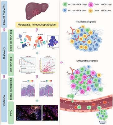 HMGB2 drives tumor progression and shapes the immunosuppressive microenvironment in hepatocellular carcinoma: insights from multi-omics analysis